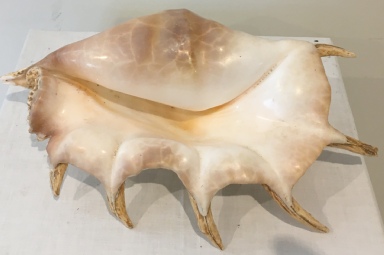 Shell