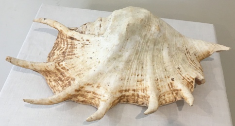 Shell